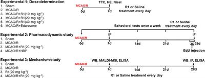 Notoginsenoside R1 Improves Cerebral Ischemia/Reperfusion Injury by Promoting Neurogenesis via the BDNF/Akt/CREB Pathway